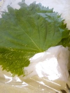 大葉(しそ)の保存方法☆-レシピのメイン写真