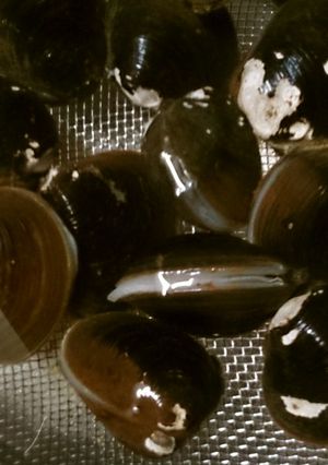 簡単！しじみの砂抜き-レシピのメイン写真