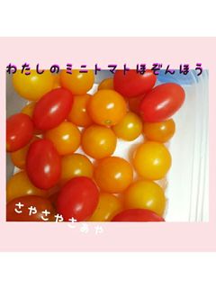 わたしのミニトマトの保存法-レシピのメイン写真