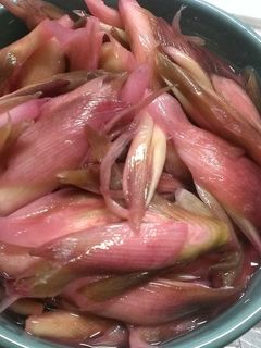 ミョウガの甘酢漬け-レシピのメイン写真