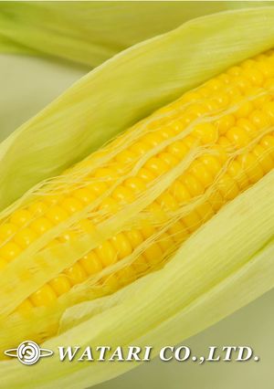 皮付で美味しいとうもろこしの茹で方レンジ-レシピのメイン写真