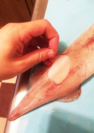 素人でもできるイカのさばき方-レシピのメイン写真