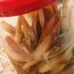 รูปของ 【副菜に】みょうがの甘酢漬け【簡単】