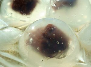 簡単!片栗粉で水まんじゅう 簡単!片栗粉で水まんじゅう-レシピのメイン写真