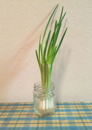 ねぎ、小葱の再利用☆裏技〜。-レシピのメイン写真