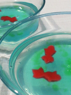 金魚ちゃんゼリー-レシピのメイン写真