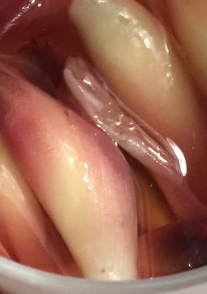 みようがの酢漬け-レシピのメイン写真