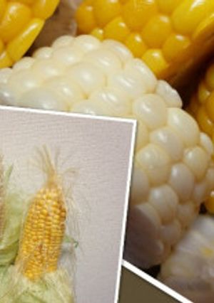 ５分茹でるだけ！フライパンでトウモロコシ-レシピのメイン写真