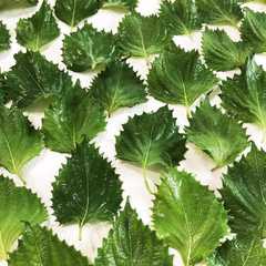 合法ハーブ SHISO-レシピのメイン写真
