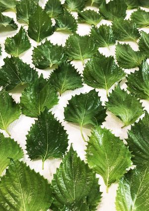 合法ハーブ SHISO-レシピのメイン写真