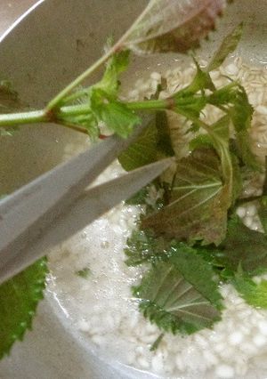最速の紫蘇の麦粥-レシピのメイン写真