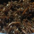 美味しい生姜の佃煮