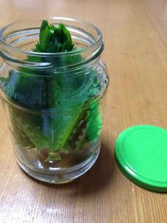 長持ちする☆大葉の保存方法-レシピのメイン写真