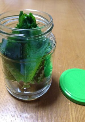 長持ちする☆大葉の保存方法-レシピのメイン写真