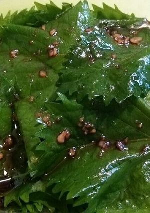 大葉の醤油づけ-レシピのメイン写真