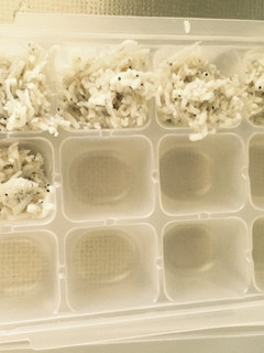 離乳食中期〜後期しらす冷凍ストック-レシピのメイン写真