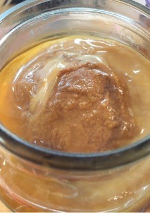 紅茶キノコ(コンブチャ)基本の作り方-レシピのメイン写真