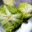 レタスを長持ちさせる裏技byペトロパパ