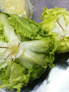 レタスを長持ちさせる裏技byペトロパパ-レシピのメイン写真