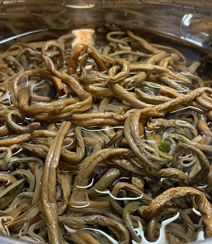 乾燥ぜんまい　② 51581ead834906731f6796741ec04e