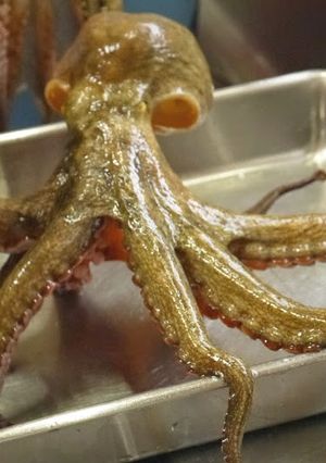 タコのさばき方-レシピのメイン写真