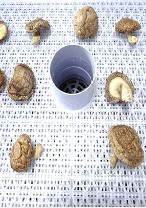 食品乾燥機で干し椎茸作り-レシピのメイン写真