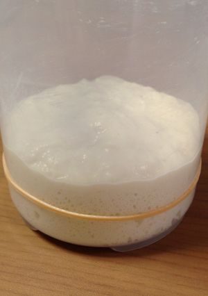 グリーンレーズン自家製酵母液で元種作り-レシピのメイン写真