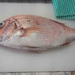 รูปของ 鯛のさばき方