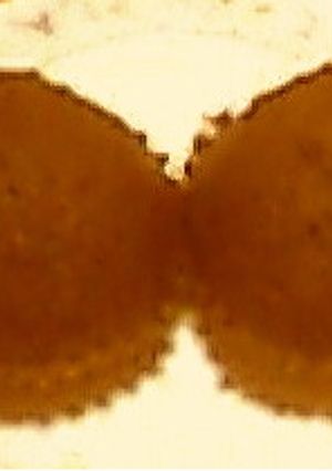 大人のためのほろ苦★ごまチョコ蒸しパン-レシピのメイン写真