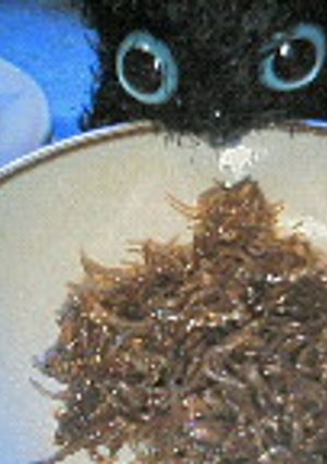 レンジdeちりめん山椒-レシピのメイン写真