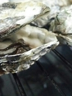 簡単☆殼つき牡蠣の魚焼きグリル焼き-レシピのメイン写真