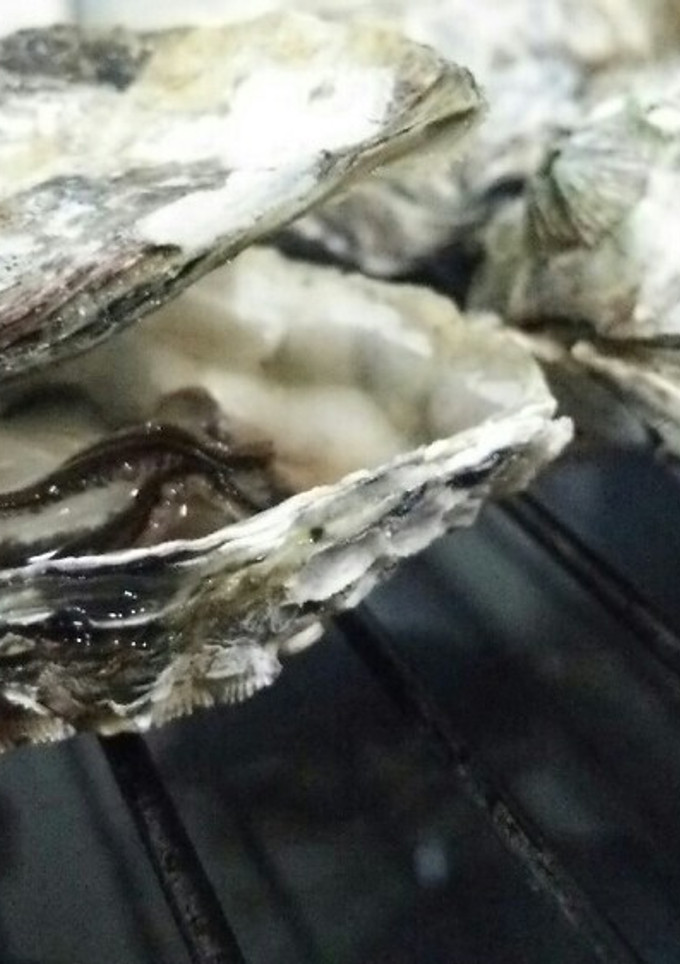 簡単☆殼つき牡蠣の魚焼きグリル焼き-レシピのメイン写真