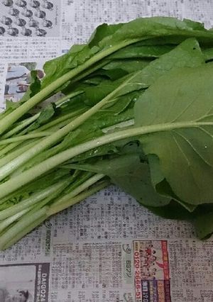 ★ズボラ必見★ほうれん草小松菜の簡単保存-レシピのメイン写真