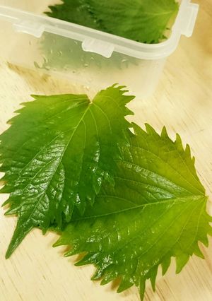 1ヶ月以上持つ！！簡単 青じそ保存方-レシピのメイン写真