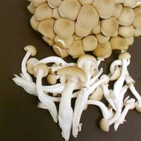 基本からアレンジまで！思わずつくりたくなる「シメジ 保存」のレシピ