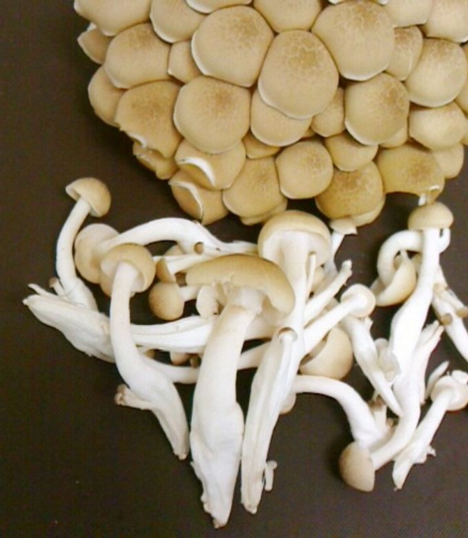 しめじページ しめじはねぇ | 自分のための老活ブログ