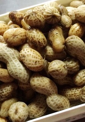 生落花生の塩茹で-レシピのメイン写真
