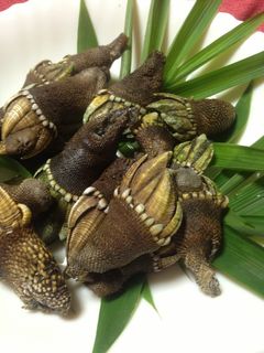 簡単♪亀の手の塩茹で♪食べ方-レシピのメイン写真