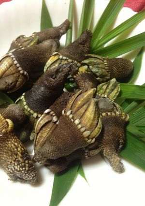 簡単♪亀の手の塩茹で♪食べ方-レシピのメイン写真