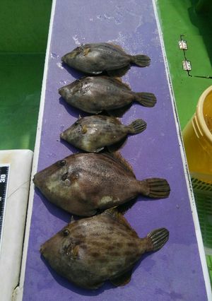 カワハギの薄皮の剥きかた-レシピのメイン写真
