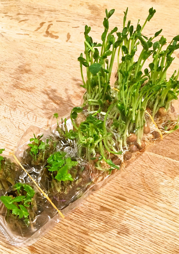 和美食　卵パックで水耕栽培　豆苗•三つ葉-レシピのメイン写真