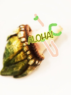 魚屋直伝!フラダンスな亀の手-レシピのメイン写真