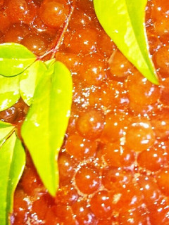 いくらの醤油漬け ~昆布風味~-レシピのメイン写真