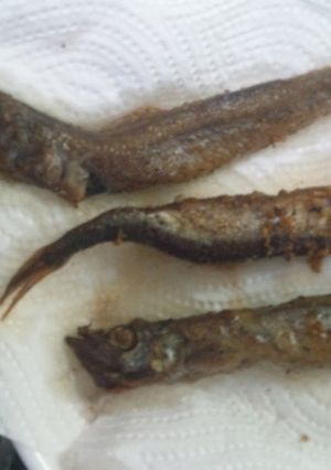 　から揚げ粉のレシピ①　お魚（ししゃも）-レシピのメイン写真