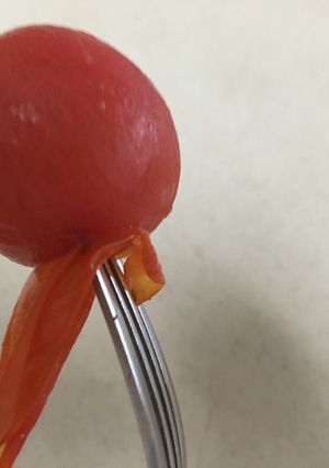 1番簡単☆ミニトマトの皮むき-レシピのメイン写真