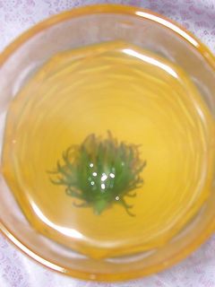 タンポポの花のお茶-レシピのメイン写真