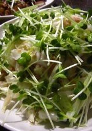 白菜とツナのサラダ♪-レシピのメイン写真
