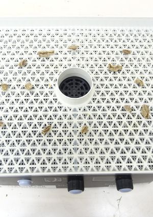 食品乾燥機で生姜の乾燥-レシピのメイン写真