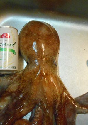 愛知の魚100選 タコの柔らか下処理-レシピのメイン写真