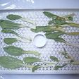 家庭用食品乾燥機で作る干し青梗菜